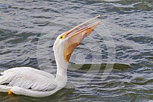 American white pelican (Pelecanus erythrorhynchos) swallowing a large catch.