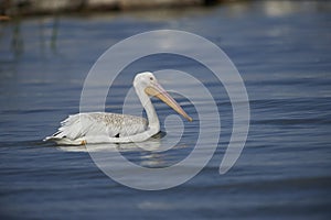 American White Pelican Pelecanus erythrorhynchos swimming