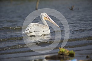 American White Pelican Pelecanus erythrorhynchos swimming