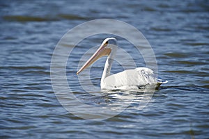 American White Pelican Pelecanus erythrorhynchos swmming in Lake Chapala