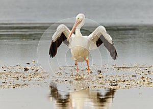 American White Pelican, Pelecanus erythrorhynchos with wings spread