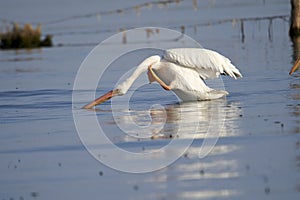 American white Pelican Pelicanus erythrorhynchos scratches it`s neck