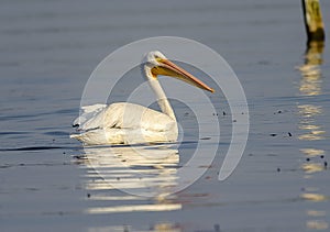 American white Pelican Pelicanus erythrorhynchos swimming