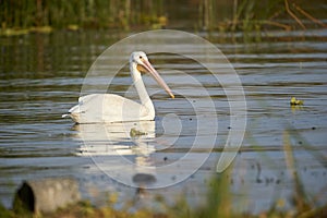 American white Pelican Pelicanus erythrorhynchos swimming in Lake Chapala