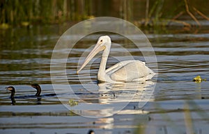 American white Pelican Pelicanus erythrorhynchos swimming in Lake Chapala