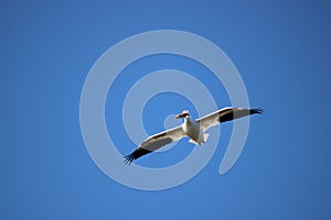 American White Pelican Riding Thermals