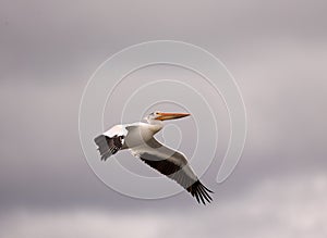 American White Pelican soars through gray spring skies