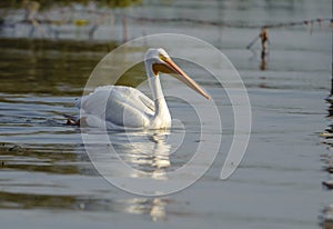 American white Pelican swimming