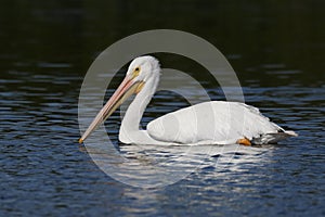 American White Pelican swimming in a Florida lagoon