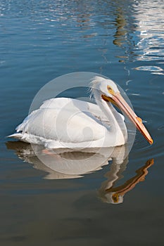 American White Pelican swimming in a harbor