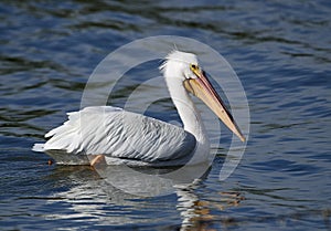 American White Pelican swimming in Lake Chapala