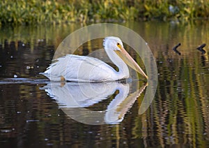 American white pelican swimming in Sunset Bay off Pelican Point in White Rock Lake in Dallas, Texas.