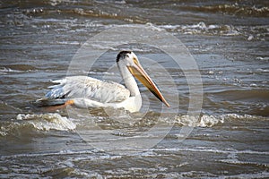 An American White Pelican swims in white water