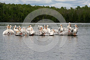 American White Pelicans