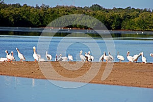 American White Pelicans