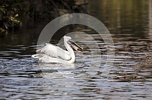 American White Pelicans