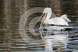 American White Pelicans