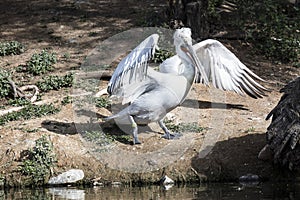 American White Pelicans