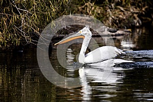 American White Pelicans