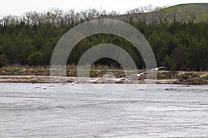 American white pelicans along the niobrara river nebraska in flight