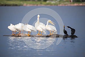 American white pelicans and black cormorants resting on floating log in Colorado