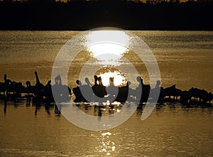 American white pelicans, Ding Darling Wildlife Refuge, Sanibel, Florida