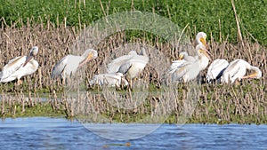 American white pelicans in fall migrations on the Minnesota River in the Minnesota River National Wildlife Refuge