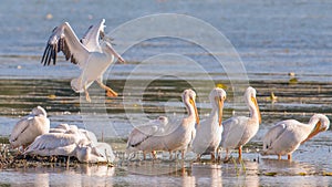 American white pelicans in fall migrations on the Minnesota River in the Minnesota River National Wildlife Refuge