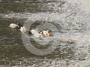 American White Pelicans Fish Below Dam Discharge