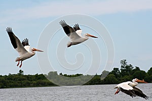 American White Pelicans in Flight