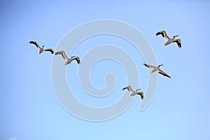 5 American White Pelicans Flying