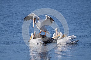 American White Pelicans gathering around a log