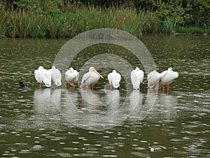 American White Pelicans Has Arrived a Week Early photo