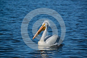 American white pelicans migrate through Colorado every spring
