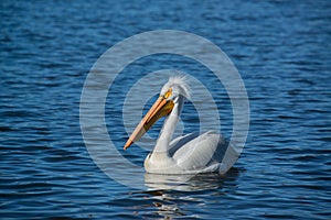 American white pelicans migrate through Colorado every spring photo