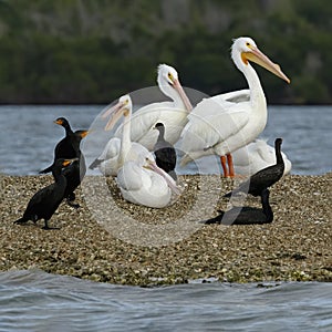 American White Pelicans Pelecanus erythrorhynchos and double-crested cormorants Phalacrocorax auritus