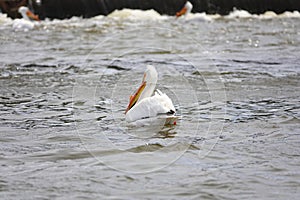 American white pelicans Pelecanus erythrorhynchos hanging out and swimming in the waters of Fox River