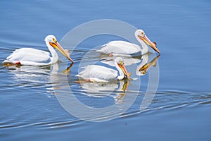 American white pelicans, Shoreline Park, Mountain View, California