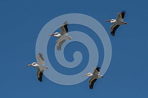 American White Pelicans Soaring Overhead