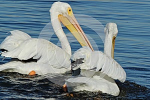 American white pelicans swimming close up