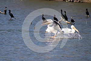 American White Pellican at Landing on Lake