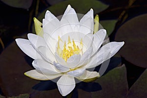 American White Water Lily  704204