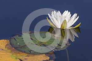 American White Water Lily blooming on a lake - Ontario, Canada