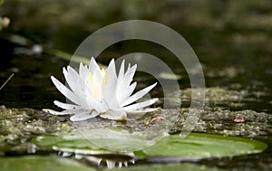 American White Water Lily flower blooming on a lily pad in the Okefenokee Swamp, Georgia