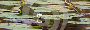 American White Water Lily, Nymphaea odorata