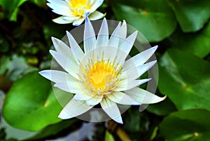 American white water lily, Nymphaea odorata