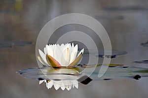 American White Water Lily pad and flower floating in Okefenokee National Wildlife Refuge, Georgia USA