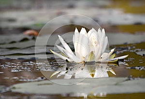 American White Water Lily pad and flower floating in Okefenokee National Wildlife Refuge, Georgia USA