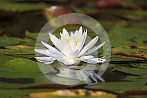 American White Water Lily on an Ontario Lake