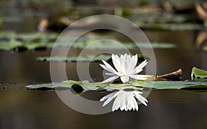 American White Water Lily pad flower reflection in water